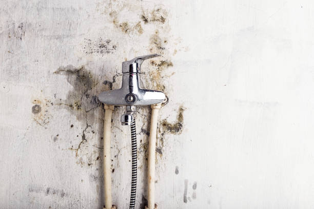 Trusted Coleman, TX Mold Removal Experts